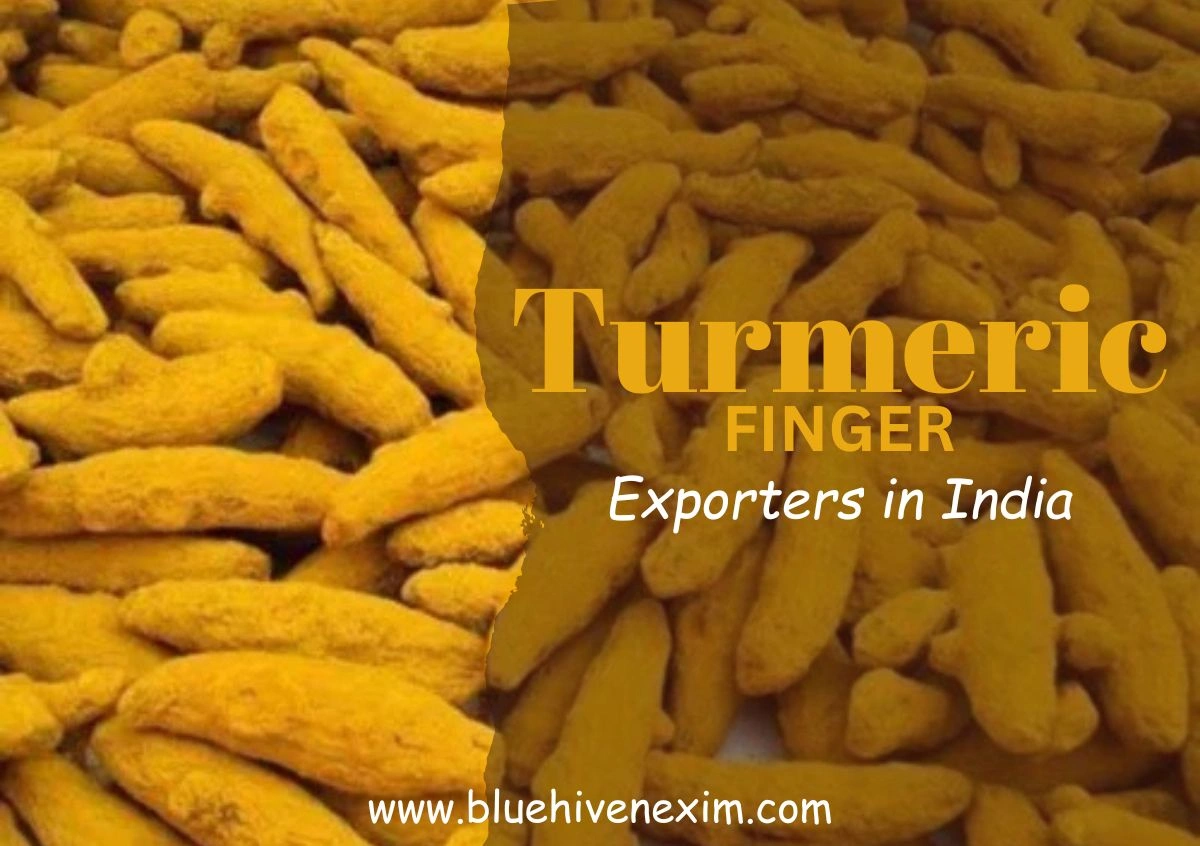 Leading Turmeric Finger Exporters in India - Bluehive Nexim