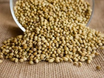 How Bluehive Nexim Became The Best Coriander Seeds Exporter in India