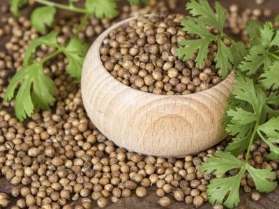 Indian Coriander Seeds Market Exploitation